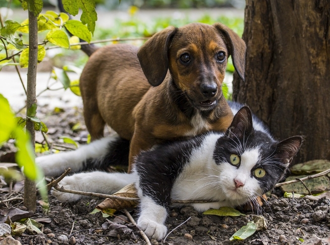 宠物猫误食菜怎么办